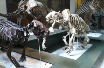 Why Historic Sloths Grew to become the Measurement of Elephants—and Then Vanished